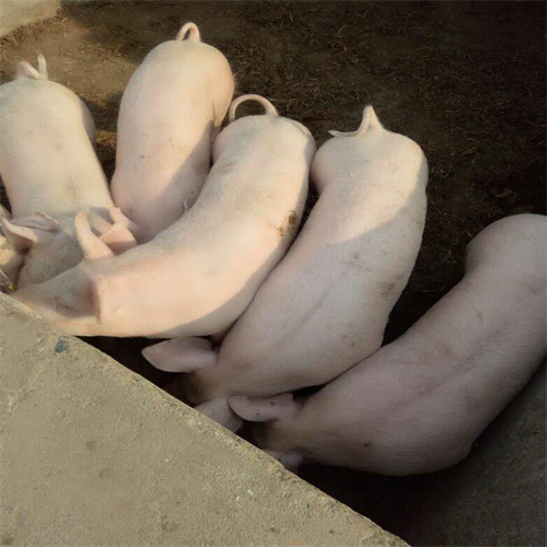 河北省今日仔猪价格