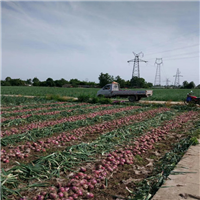 张掖蔬菜批发基地