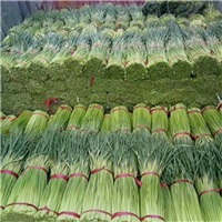 张掖洋葱批发市场在哪