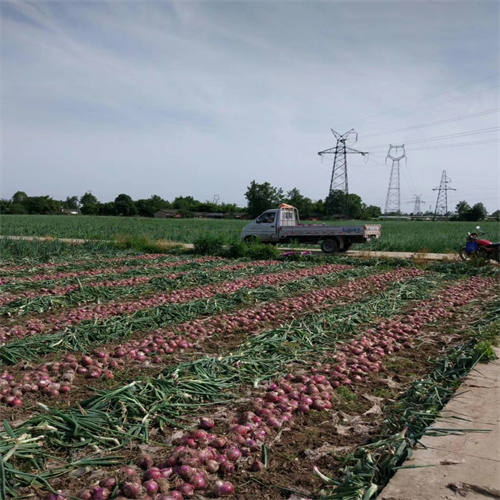 张掖蔬菜批发基地