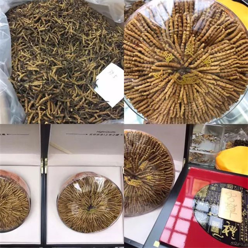 张掖冬虫夏草-百度爱采购