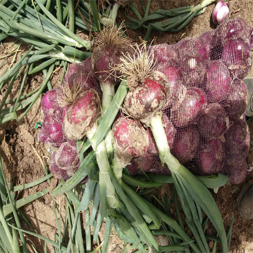 张掖土豆种植基地