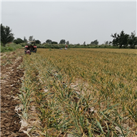 张掖蔬菜批发基地