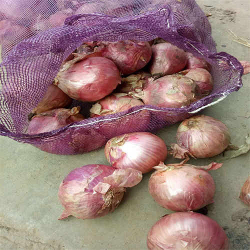 张掖洋葱批发产地货源
