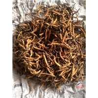 现挖新鲜冬虫夏草