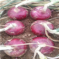 张掖蔬菜批发基地