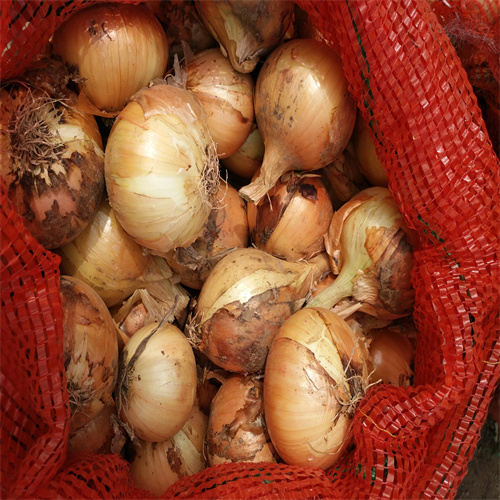 张掖蔬菜批发基地