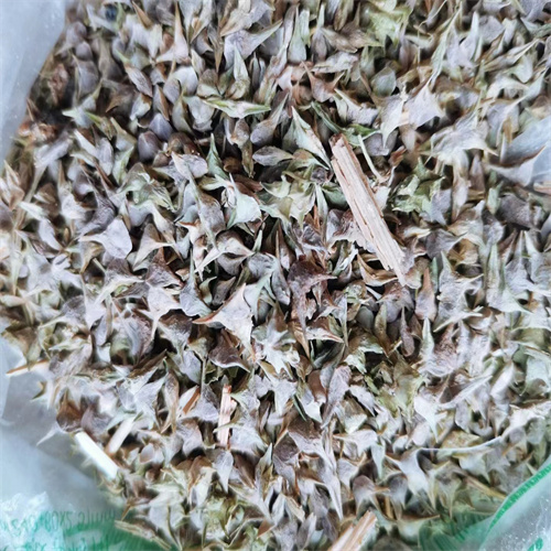 张掖菠菜种子哪里有卖