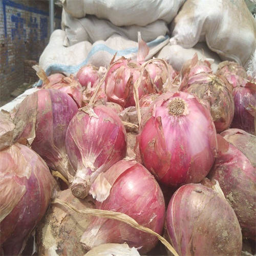 甘肃圆葱洋葱