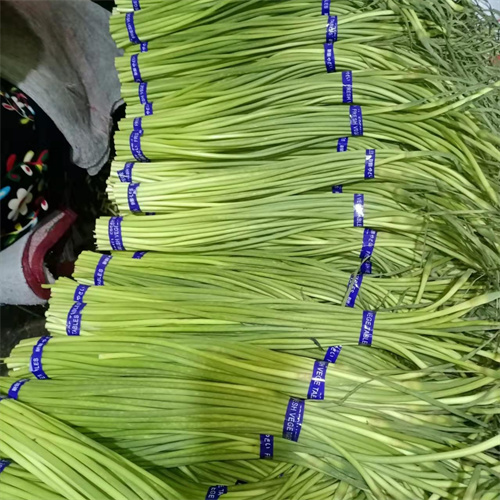 张掖蔬菜批发基地