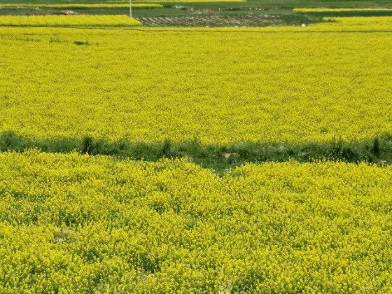 张掖油菜籽批发价格