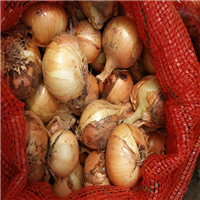 张掖蔬菜批发基地