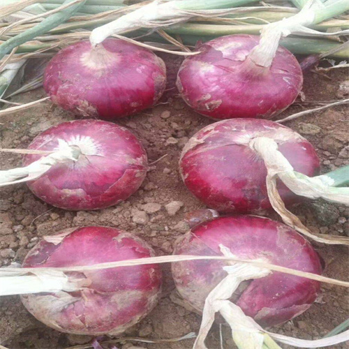 张掖蔬菜批发基地