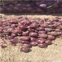 张掖鲜花批发市场