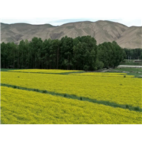 甘肃油菜籽批发代办