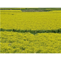 张掖油菜籽批发代办