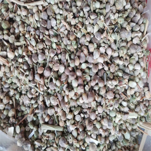 张掖菠菜种植基地