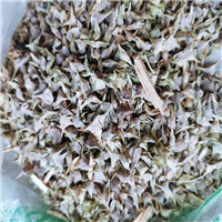 张掖菠菜种子哪里有卖