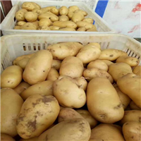 张掖冬虫夏草批发