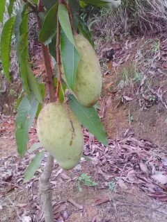 金煌芒果苗种植基地，产地直销 