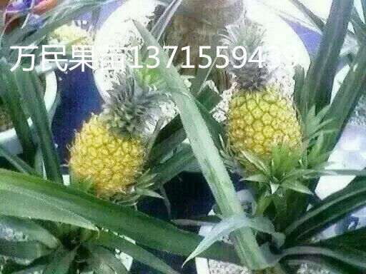 广西菠萝苗基地，广西菠萝苗，批发菠萝苗