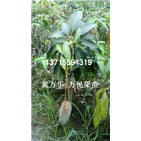 广东桂七芒果苗批发@广东桂七芒果苗出售 