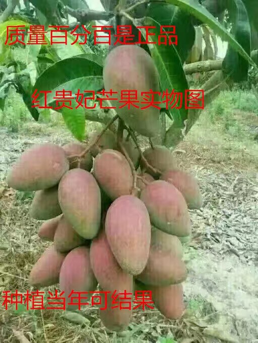 红贵妃 