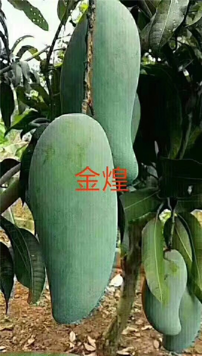 金煌芒果苗种植基地，产地直销，金煌芒果苗价格，金煌芒果苗批发 