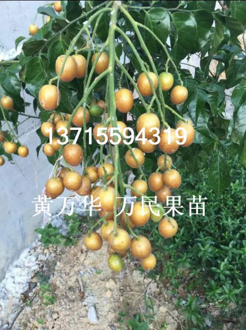 广西鸡心黄皮苗基地，广西批发鸡心黄皮苗