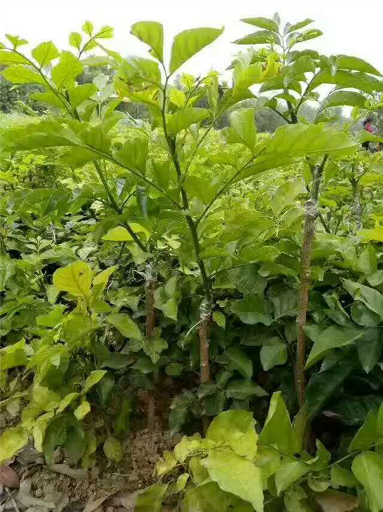 嫁接黄皮苗，无核黄皮，甜黄皮，黄皮苗价格，黄皮苗批发 