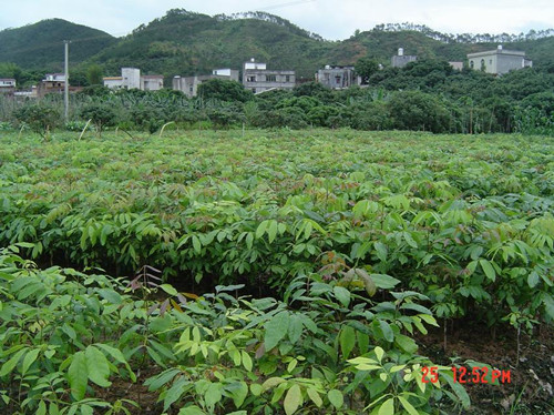 广东龙眼苗供应商，广东出售龙眼苗