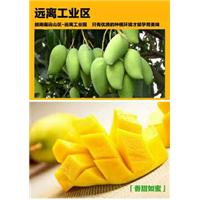 广东芒果苗批发、广东金煌芒果苗