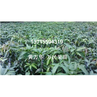 广西金煌芒果苗出售，供应广西金煌芒果苗