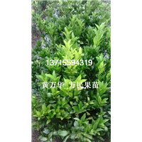 广西皇帝柑苗基地，广西批发皇帝柑苗 