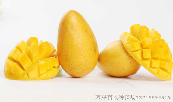 台农一号,广西芒果苗，供应芒果苗 