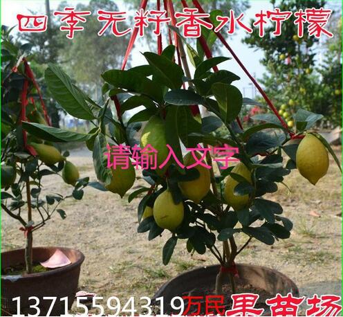 四季无核香水柠檬苗—广西无核香水柠檬苗
