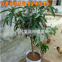 优质芒果苗，嫁接芒果苗，芒果苗价格，芒果苗结果，芒果苗批发 