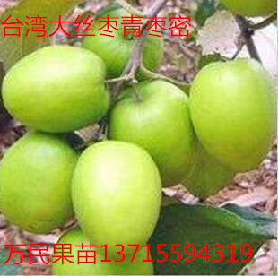 广西青枣苗基地\广西青枣苗价格