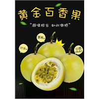广西百香果苗，百香果苗批发价，黄金百香果苗 