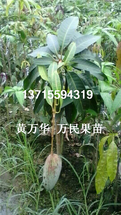 广东桂七芒果苗批发@广东桂七芒果苗出售 