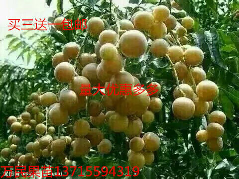 广西黄皮苗价格@广西黄皮苗供应商