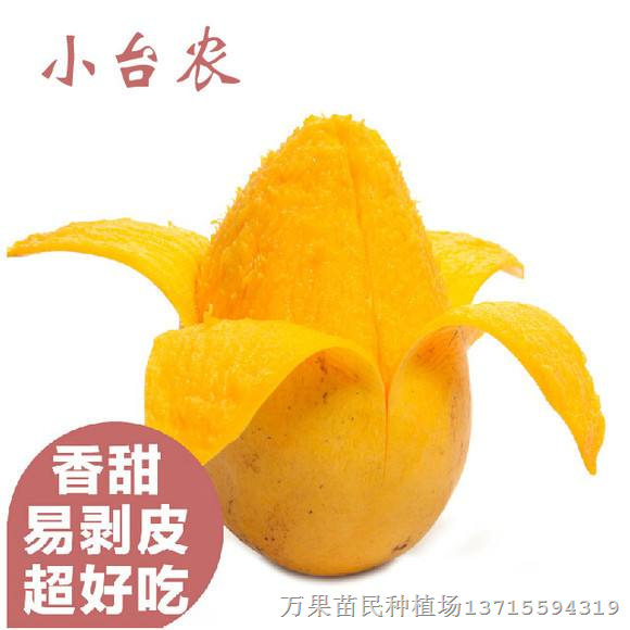 台农一号,广西芒果苗，芒果苗批发 供应芒果苗 