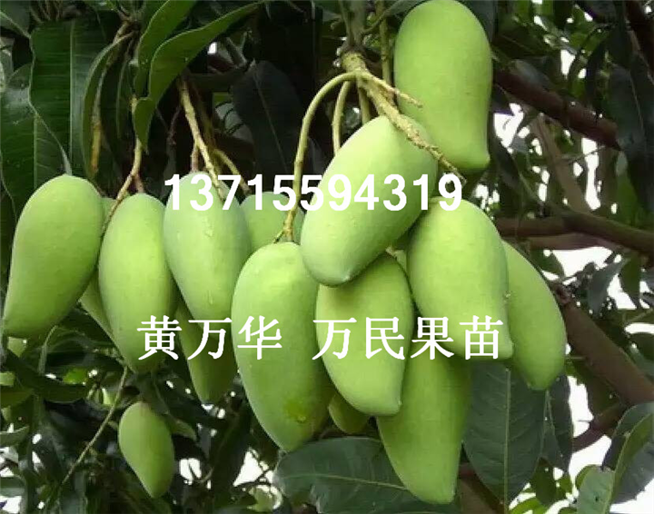 广西桂七芒果苗基地，广西批发桂七芒果苗 