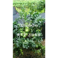 广西番沙田柚苗基地，广西批发沙田柚苗