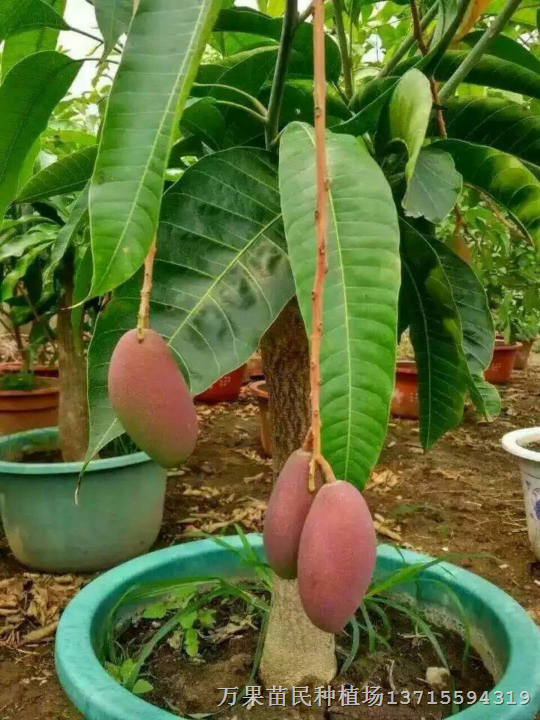 优质芒果苗，嫁接芒果苗，芒果苗价格，芒果苗结果，芒果苗批发 