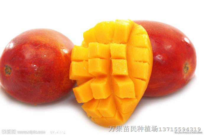 哪里的芒果苗比较好，芒果苗批发，红贵妃，哪里的芒果苗比较便宜 