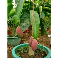 供应批发红贵妃苗 