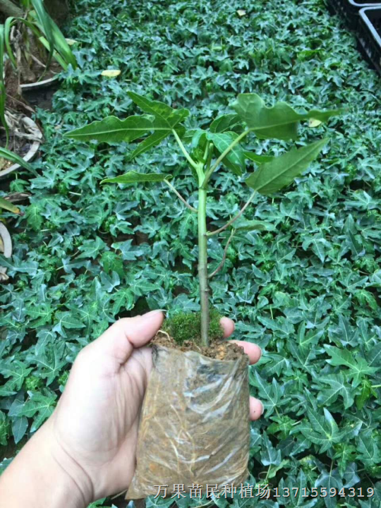 红肉木瓜苗基地 优质红肉木瓜苗 