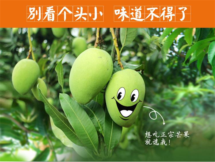 卖芒果苗去哪里买比较好，优质芒果苗 