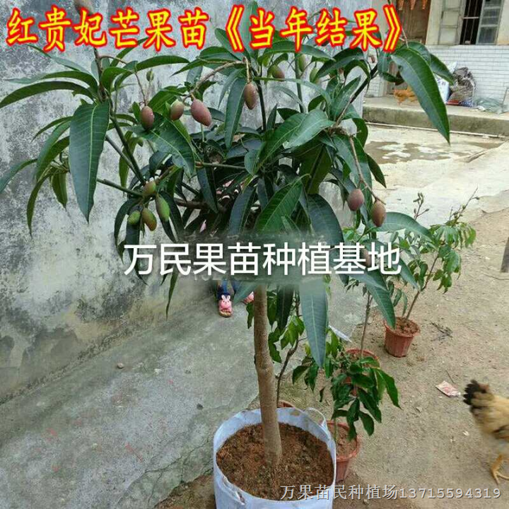 优质芒果苗，嫁接芒果苗，芒果苗价格，芒果苗结果，芒果苗批发 
